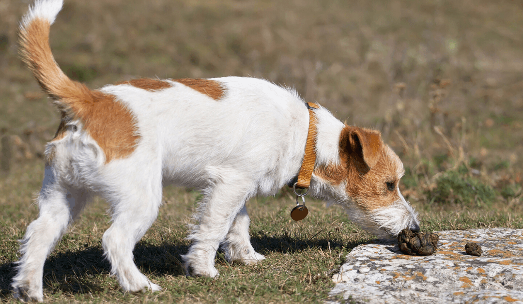 Why Is My Dog Eating Poop? (And How to Stop It)