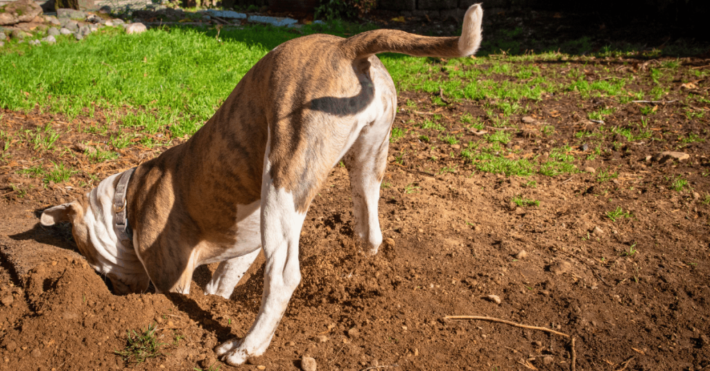 Dog digging a deep hole in the backyard lawn showing common destructive digging behavior that pet owners want to stop.