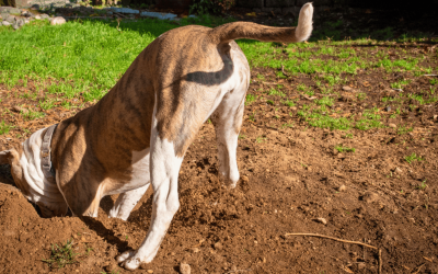 How to Stop Your Dog from Digging in the Yard