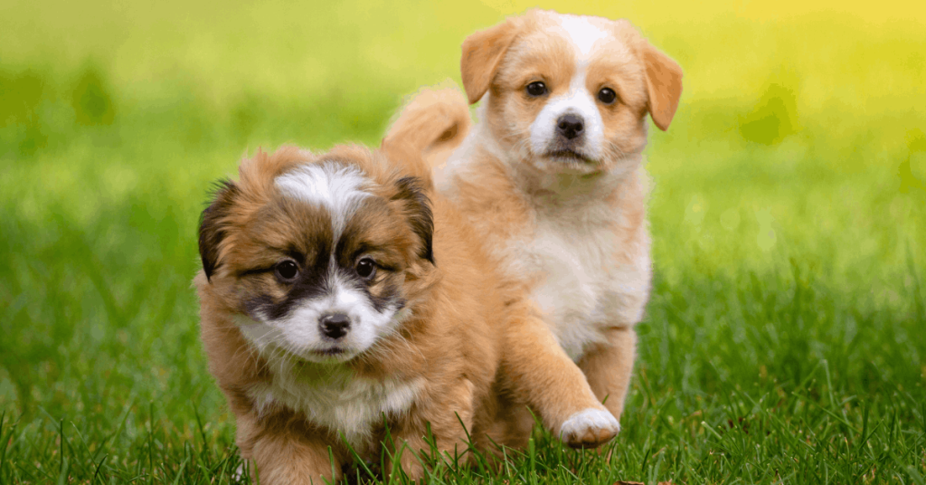Two adorable puppies on green grass learning potty training routine outdoors.