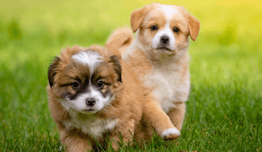 How to Potty Train a Puppy Fast (Step-by-Step Guide)