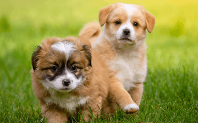 How to Potty Train a Puppy Fast (Step-by-Step Guide)