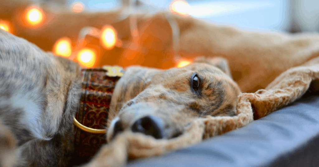 Tired dog lying on a bed indoors, showing a possible sign that a dog may need more daily exercise and mental stimulation.