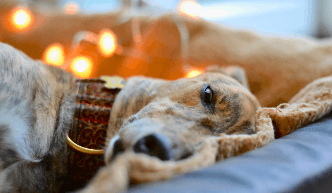 Ten Signs Your Dog Needs More Excercise