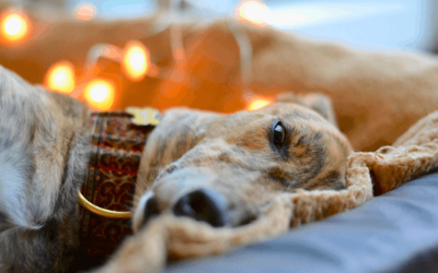 Ten Signs Your Dog Needs More Excercise