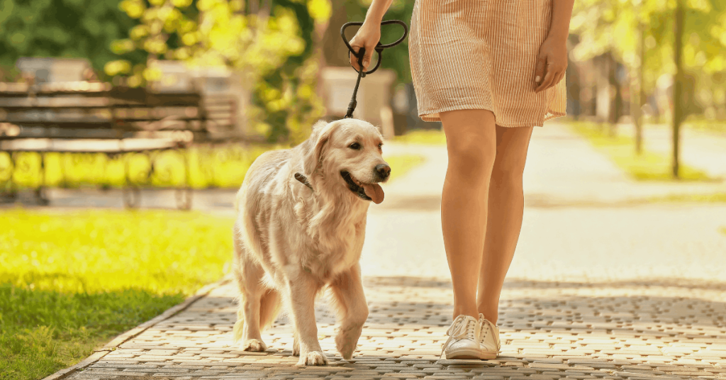 Dog owner walking a happy dog in an Oklahoma neighborhood during a daily walk.