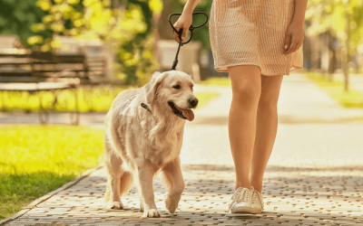 How Often Should I Walk My Dog?