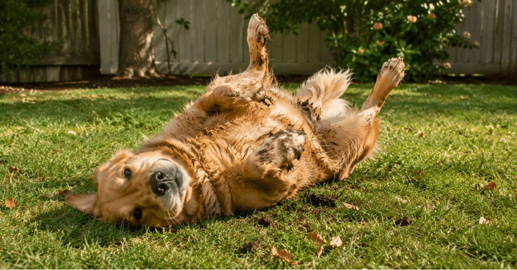 Dog rolling on its back in poop-covered grass in a backyard while displaying common scent-driven canine behavior.
