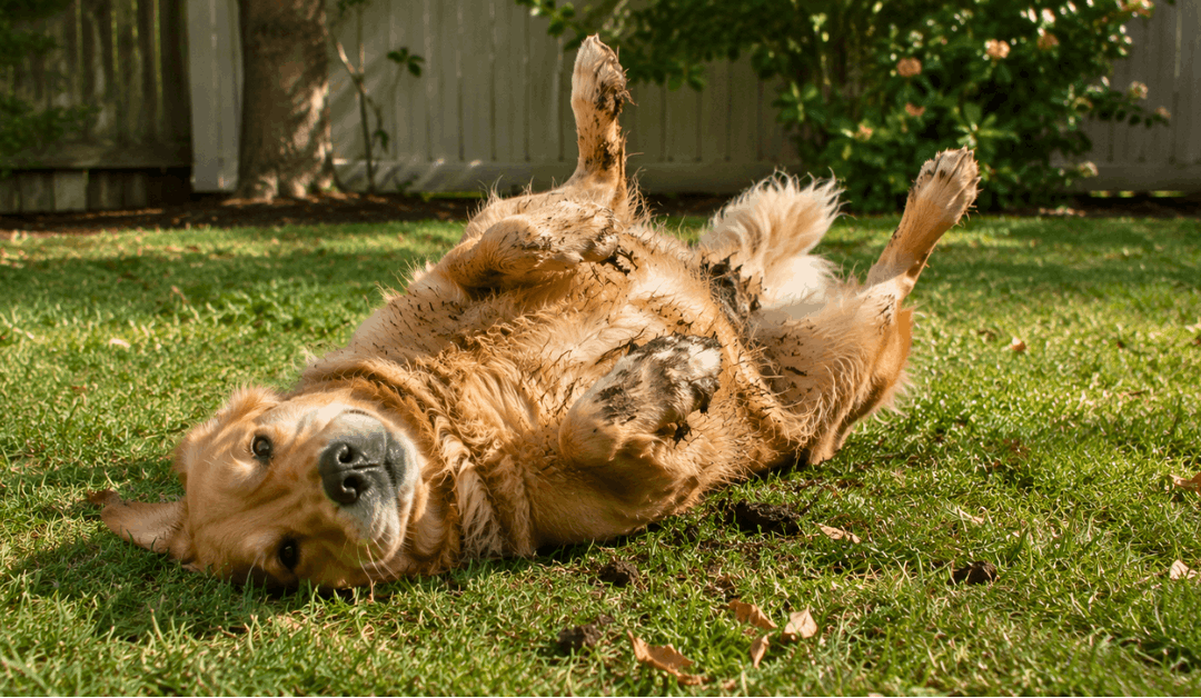 Why Dogs Roll in Poop (And How to Stop It)