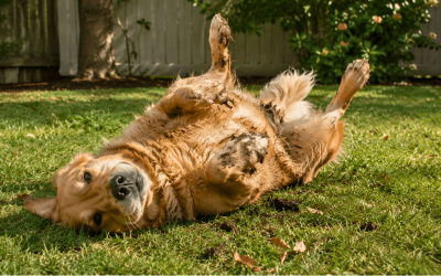 Why Dogs Roll in Poop (And How to Stop It)