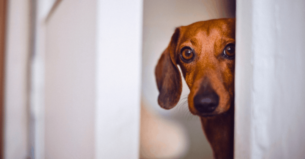 How to Calm a Dog During Fireworks | PoopFreeOKC.com Scared dachshund hiding behind curtains during a fireworks display.