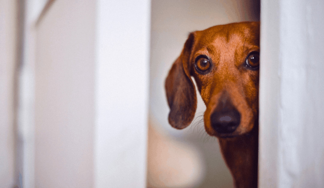 How to Calm a Dog During Fireworks