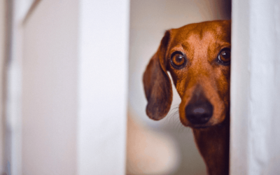 How to Calm a Dog During Fireworks