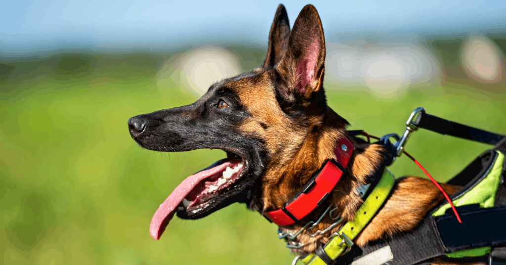 Clean dog collars, leashes, bowls, toys, blankets, and beds organized for a dog gear cleaning schedule