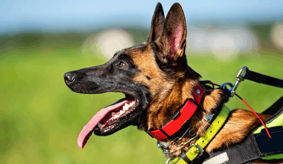 How Often Should You Clean Your Dog’s Gear?