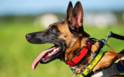 How Often Should You Clean Your Dog’s Gear?