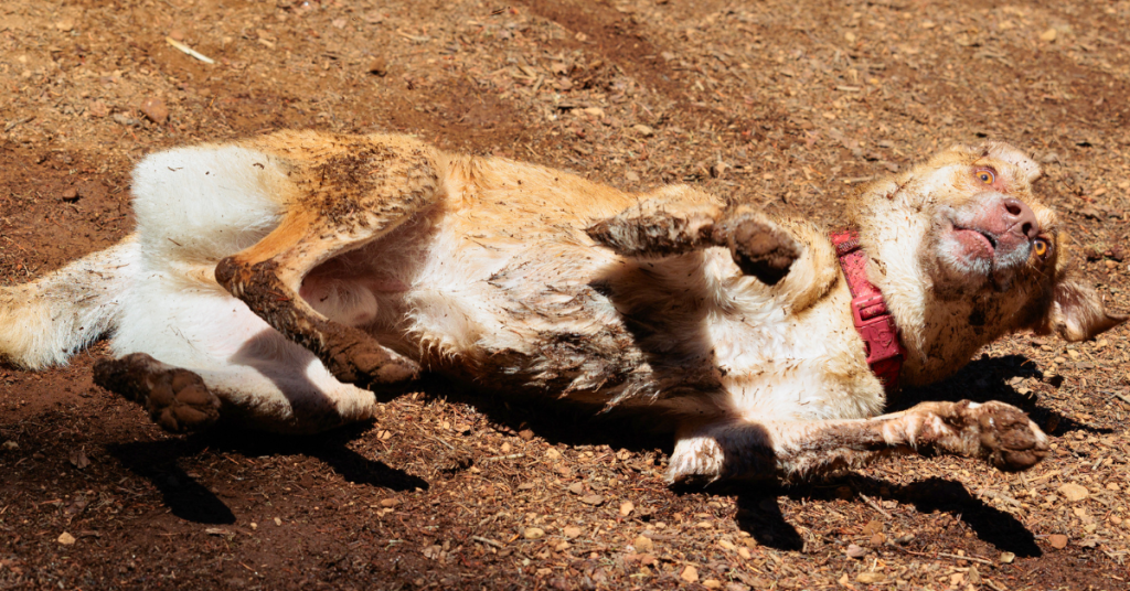 Dog rolling in dirt as an example of weird dog behavior explained.