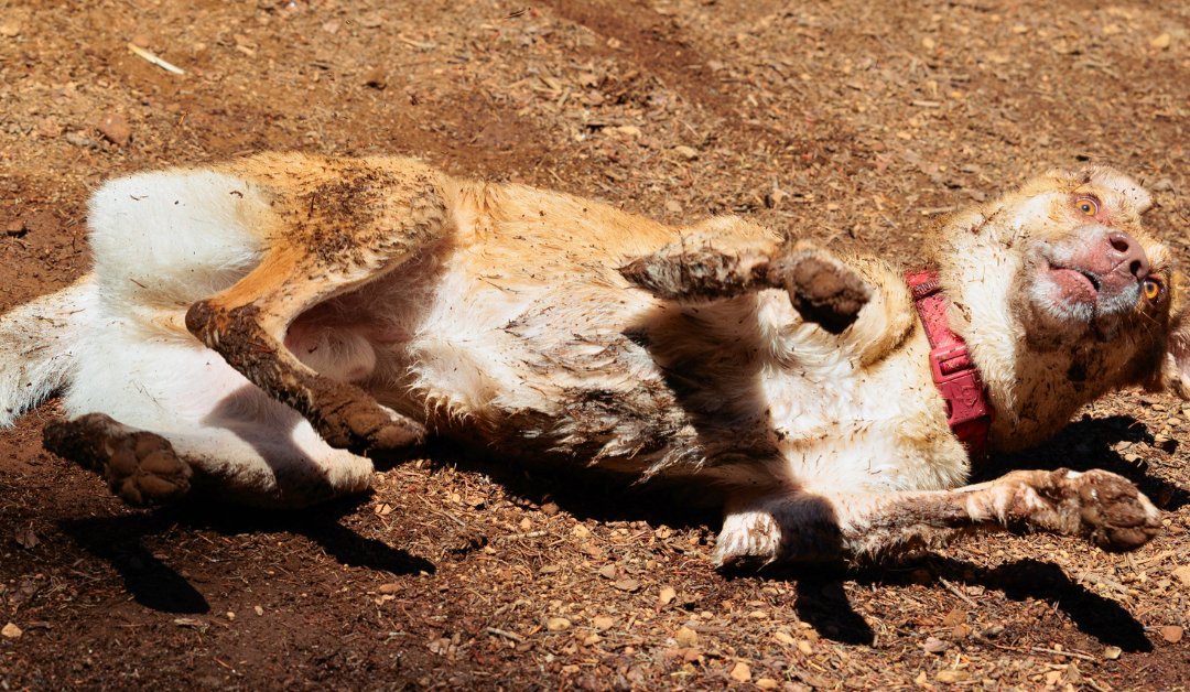 17 Weird Dog Behaviors Explained
