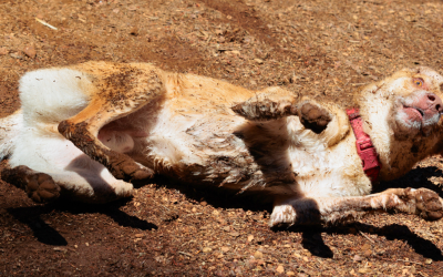 17 Weird Dog Behaviors Explained