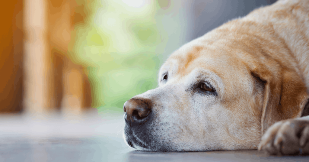 How Long Can Dogs Hold Their Poop? | PoopFreeOKC.com Senior dog resting while waiting for a bathroom break and regular poop schedule.