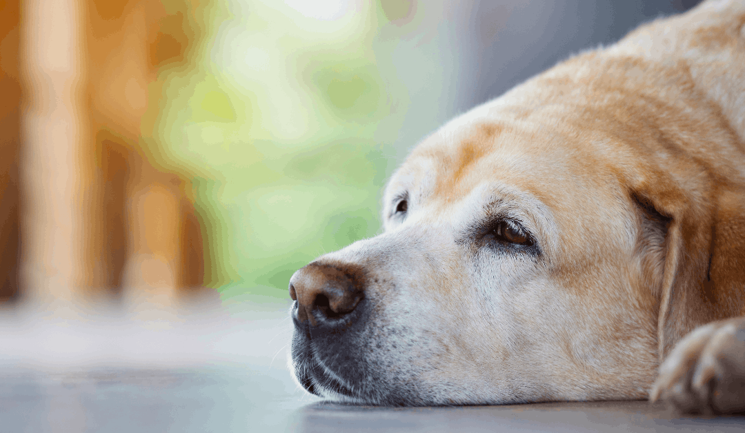 How Long Can Dogs Hold Their Poop?