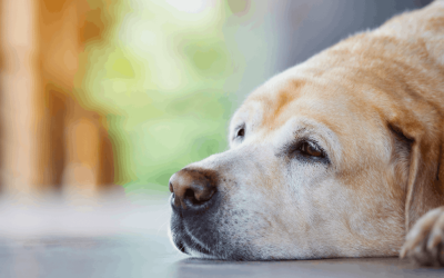 How Long Can Dogs Hold Their Poop?