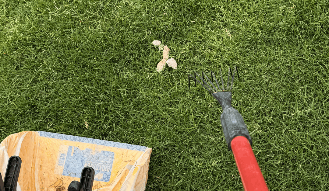 Why You Don’t See White Dog Poop Anymore