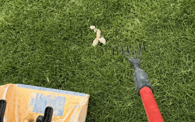 Why You Don’t See White Dog Poop Anymore