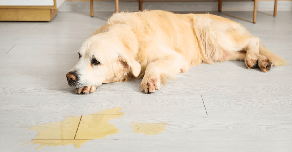 Dog Peeing in House? Why It Happens & How to Stop It | PoopFreeOKC.com Dog laying near an indoor urine accident while learning how to stop peeing in the house.
