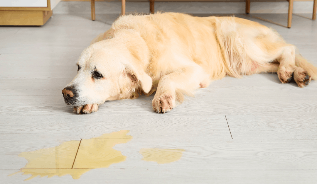 How to Stop Your Dog From Peeing in the House
