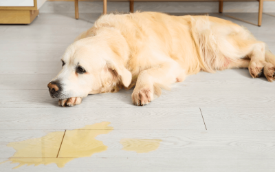 How to Stop Your Dog From Peeing in the House