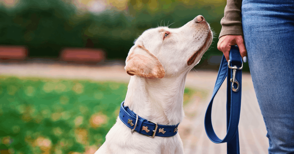 Do Rescue Dogs Remember Their Past? | PoopFreeOKC.com Rescue dog resting beside its owner while adjusting to a safe new home.