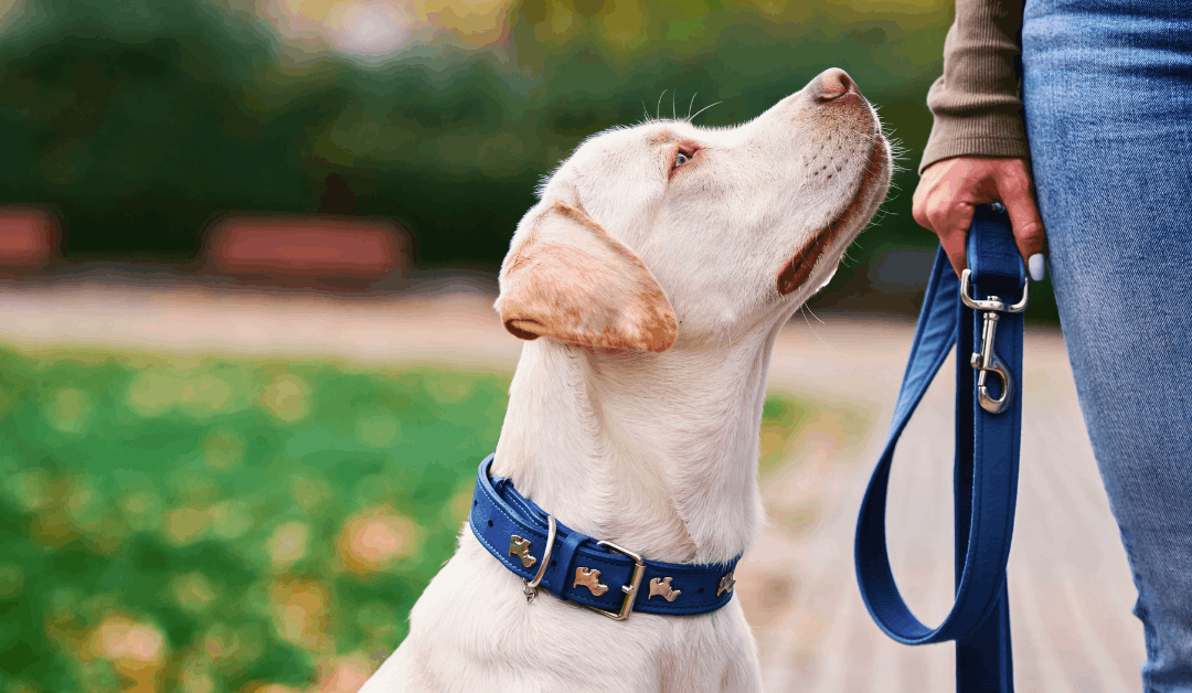 Do Rescue Dogs Remember Their Past?