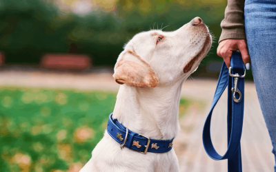 Do Rescue Dogs Remember Their Past?