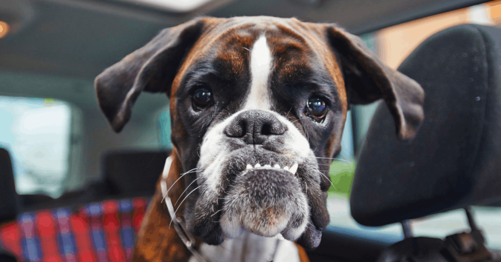Boxer dog sitting in a car while dealing with an upset stomach.