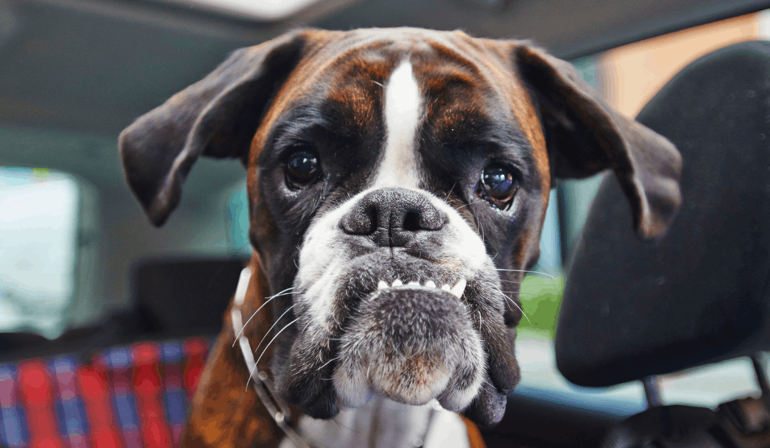 How to Clean Up Dog Diarrhea in Your Yard