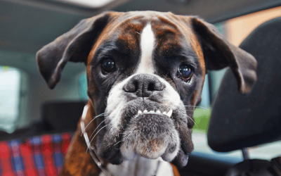 How to Clean Up Dog Diarrhea in Your Yard