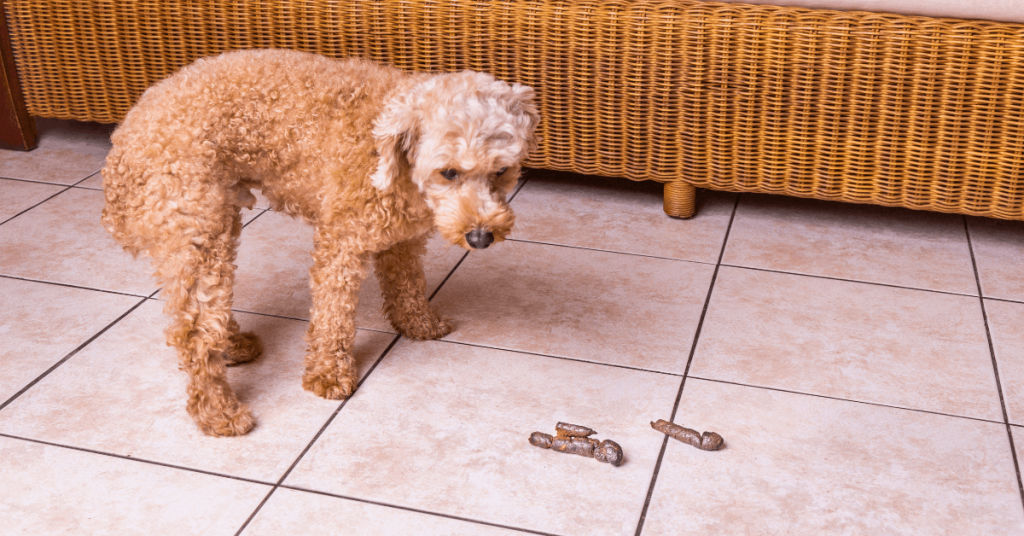 Dog standing near an indoor poop accident on tile floor.