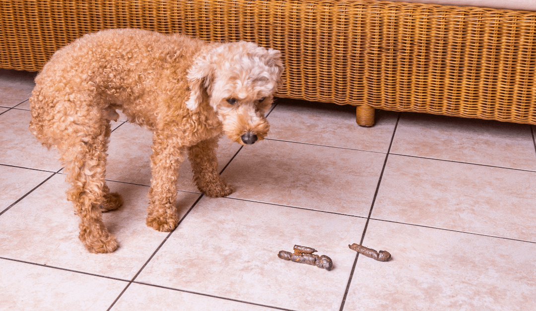 Why Is My Dog Pooping in the House All of a Sudden?
