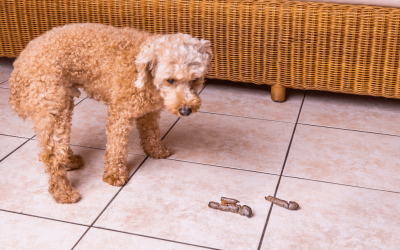 Why Is My Dog Pooping in the House All of a Sudden?