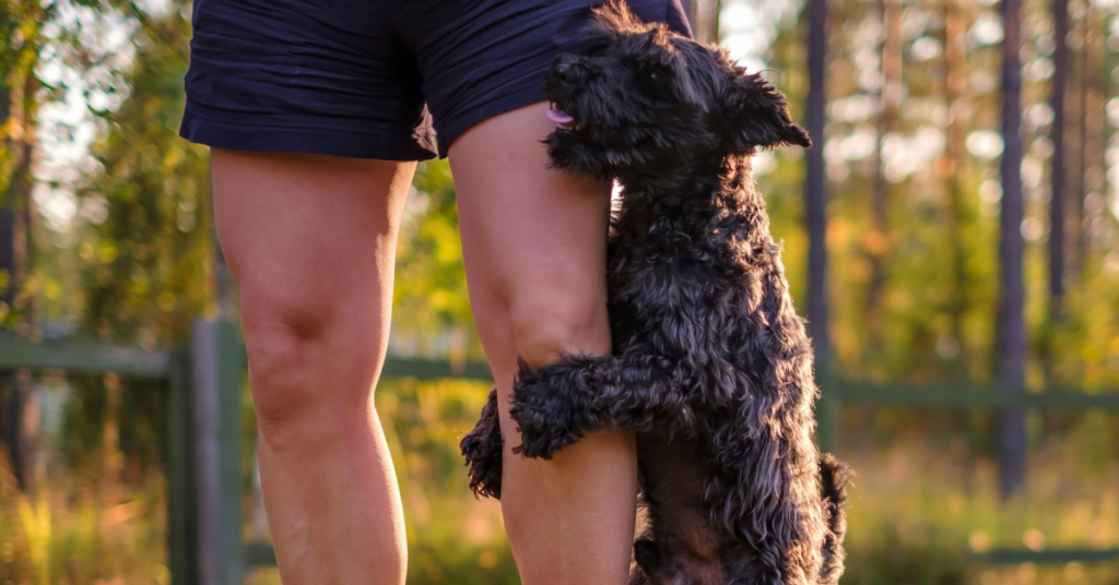 Black dog humping a person’s leg during an outdoor walk.