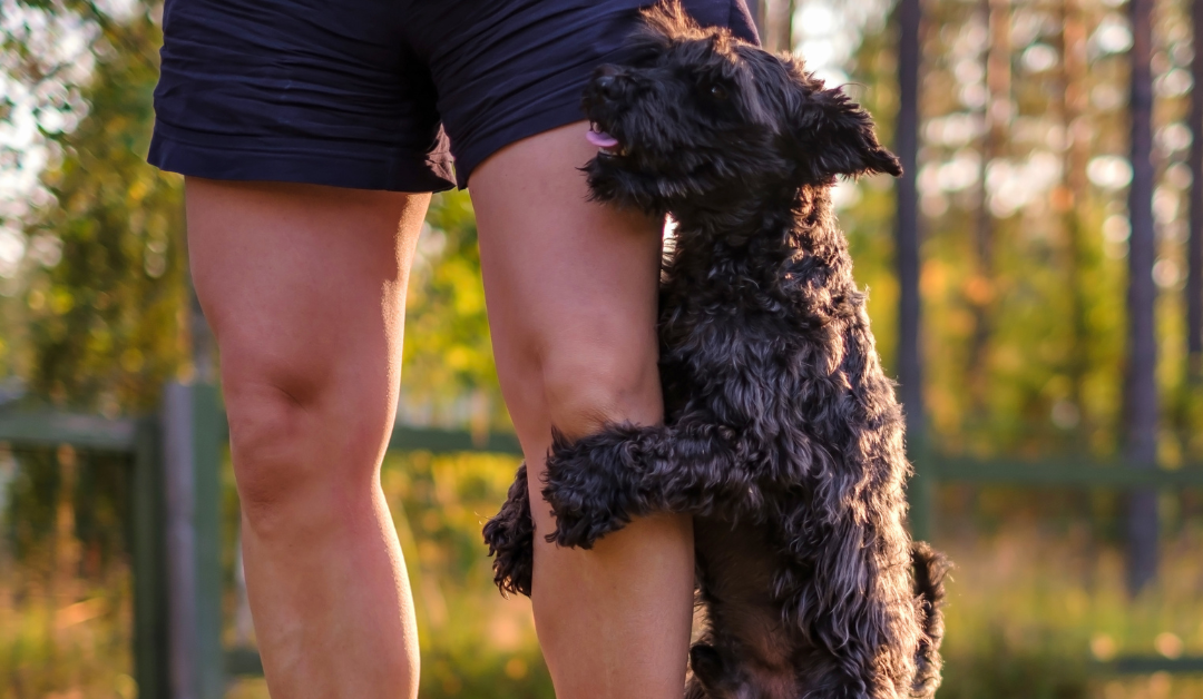 How to Stop Your Dog From Humping