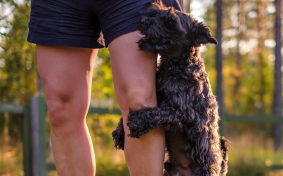 How to Stop Your Dog From Humping