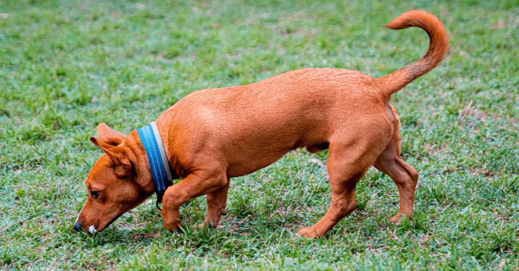 Why Dogs Circle and Sniff Before Pooping | PoopFreeOKC.com Brown dog sniffing grass before choosing a spot to poop.