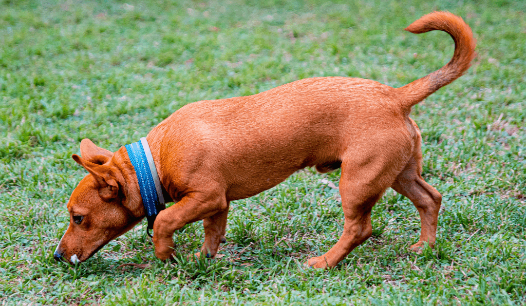Why Do Dogs Circle and Sniff Before They Poop?