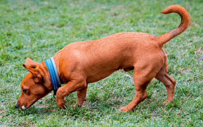 Why Do Dogs Circle and Sniff Before They Poop?